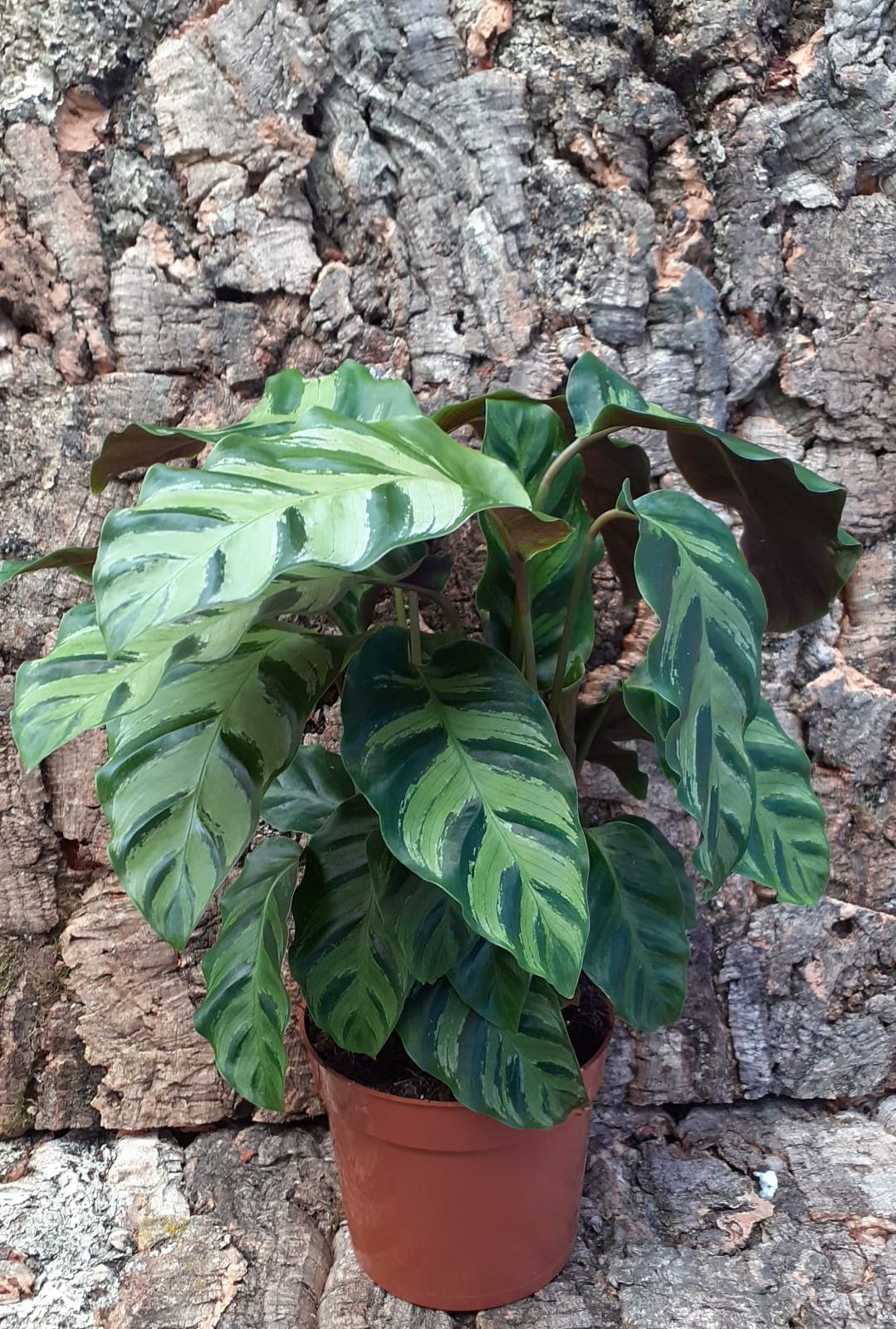 Calathea - Prayer Plant - Sp1