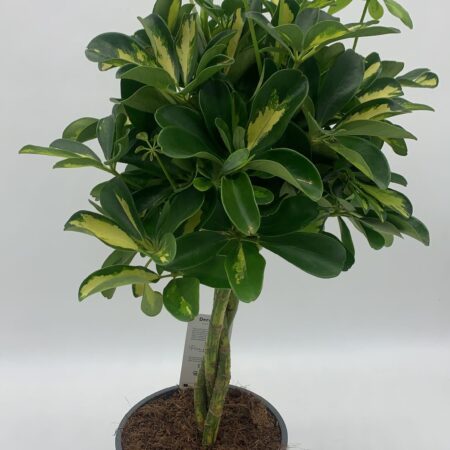 Schefflera Gold Capella 60cm
