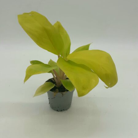 Philodenderon Lemon Lime