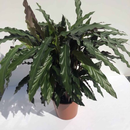 Calathea 'Blue Grass' 80cm