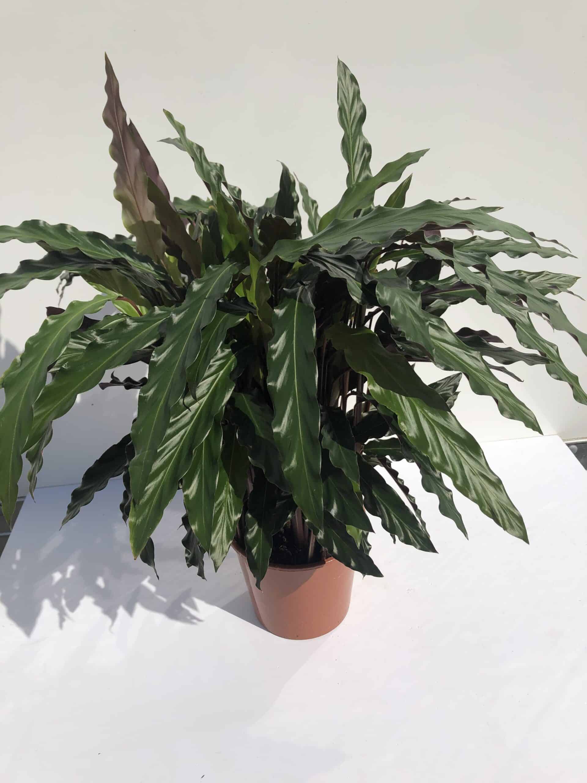 Calathea 'Blue Grass' 80cm