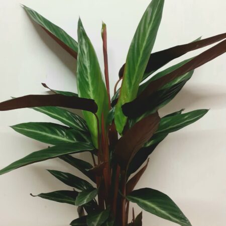 Calathea Sp 80cm