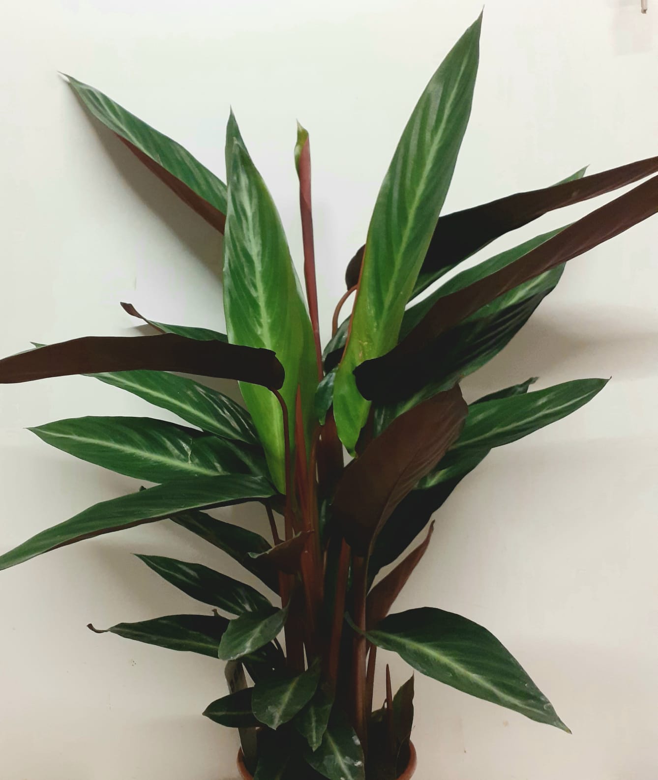 Calathea Sp 80cm