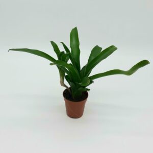 Neoregalia Fireball Green