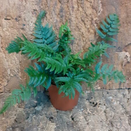 Athyrium