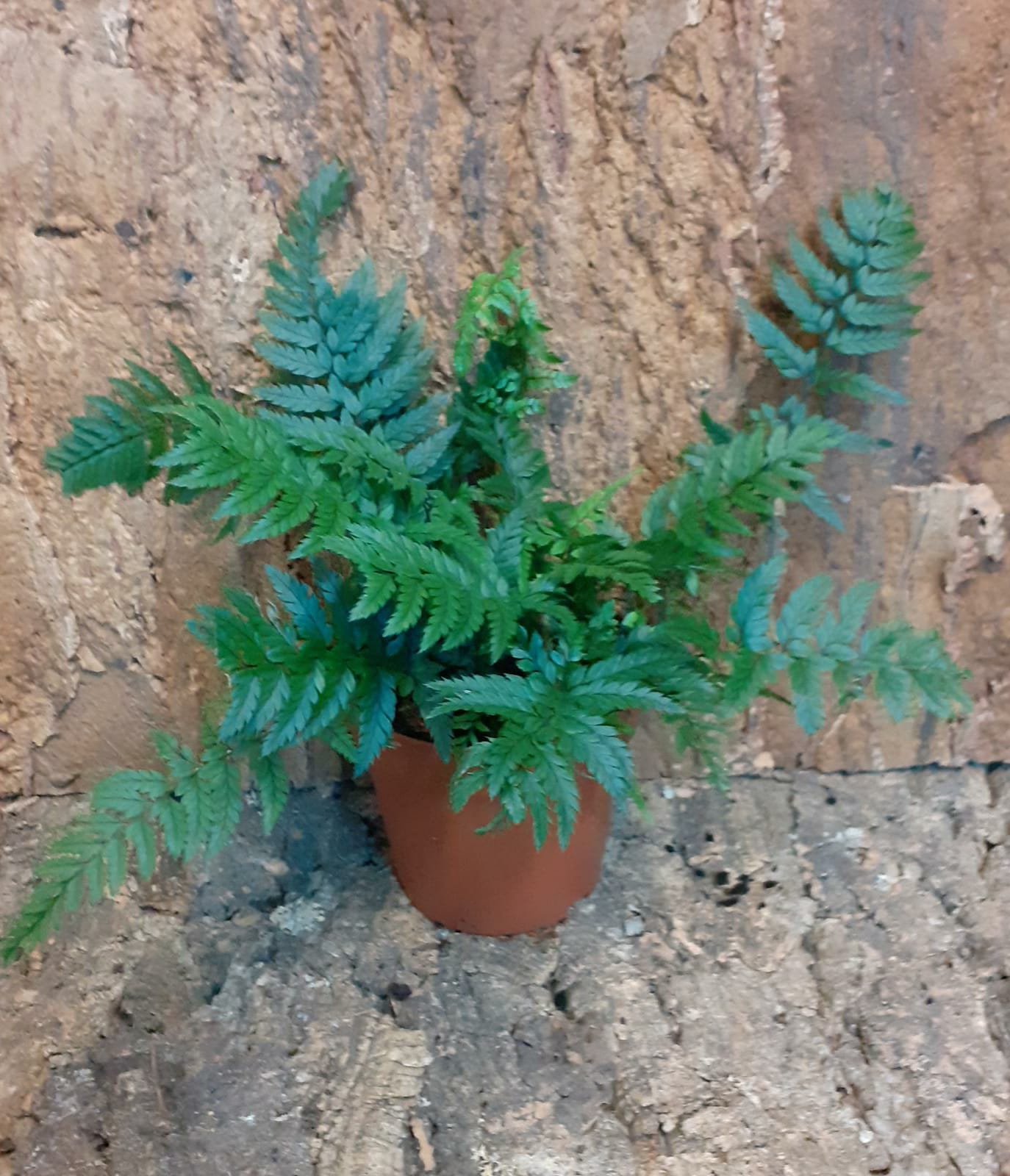 Athyrium