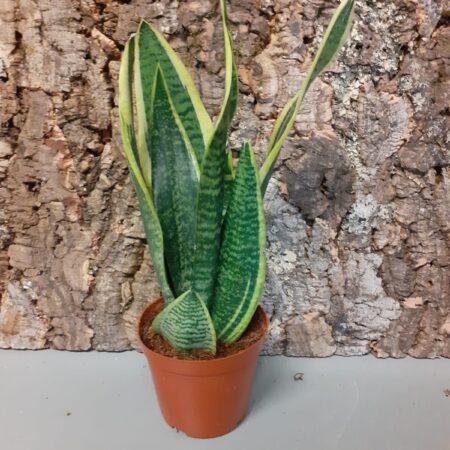 Sansevieria Futura Superba - 30cm