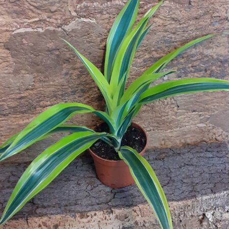 Dracaena Compacta 'Lemon & Lime'