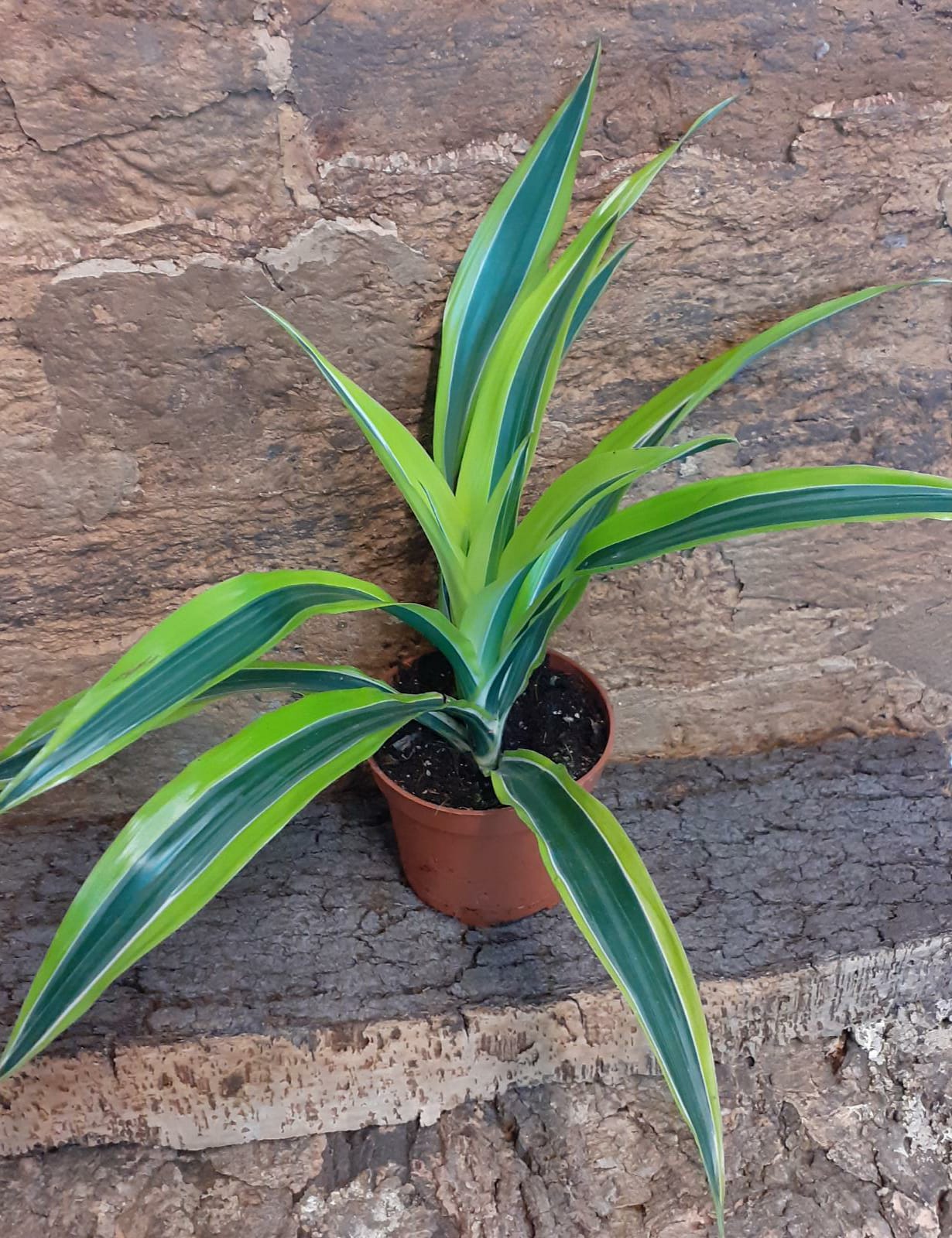 Dracaena Compacta 'Lemon & Lime'