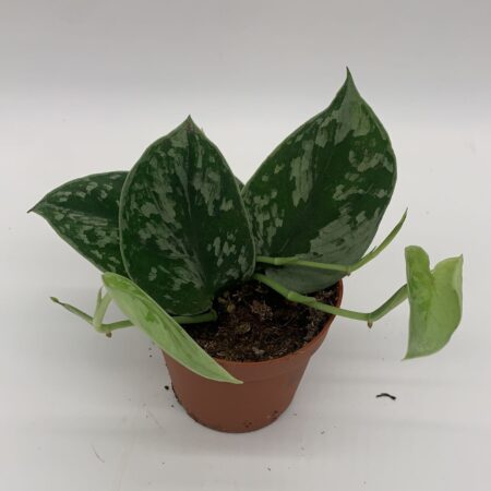 Scindapsus Pictus Silvery Ann