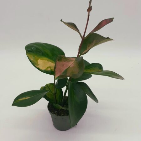 Hoya Australis - Wax Plant