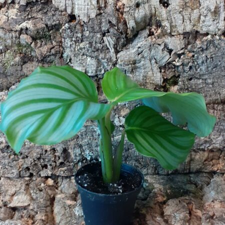 Calathea Orbifolia 40cm