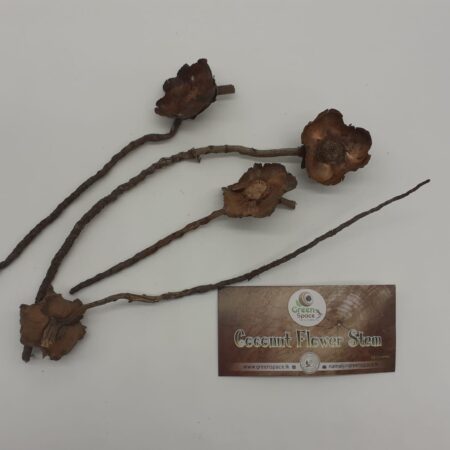 Coconut Flower Stem
