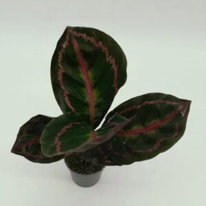 Calathea Sp5 Small