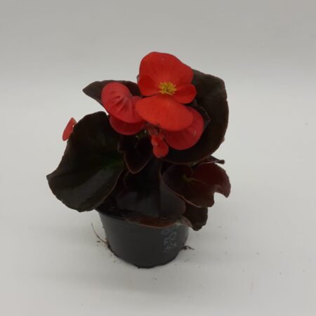 Begonia Semperflorens