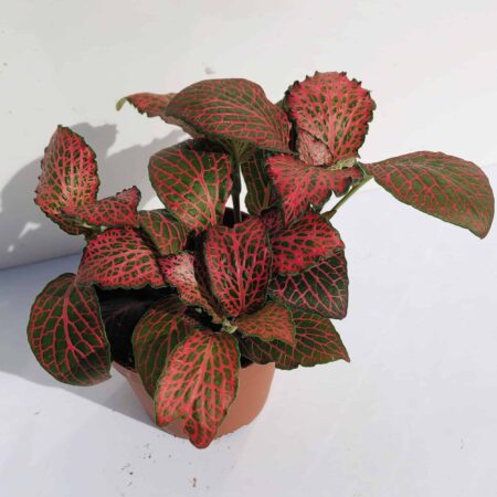 Fittonia 'Red'