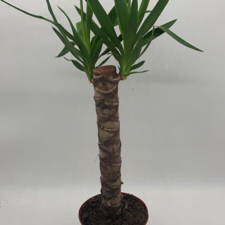 Yucca Gloriosa 75cm