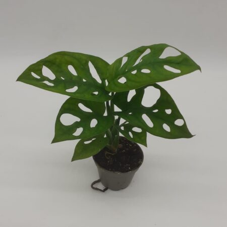 Monstera Monkey Mask - Monstera adansonii