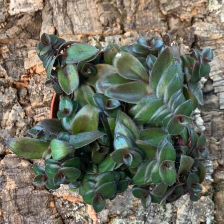 Tradescantia Green Hill - Inch Plant - Medium