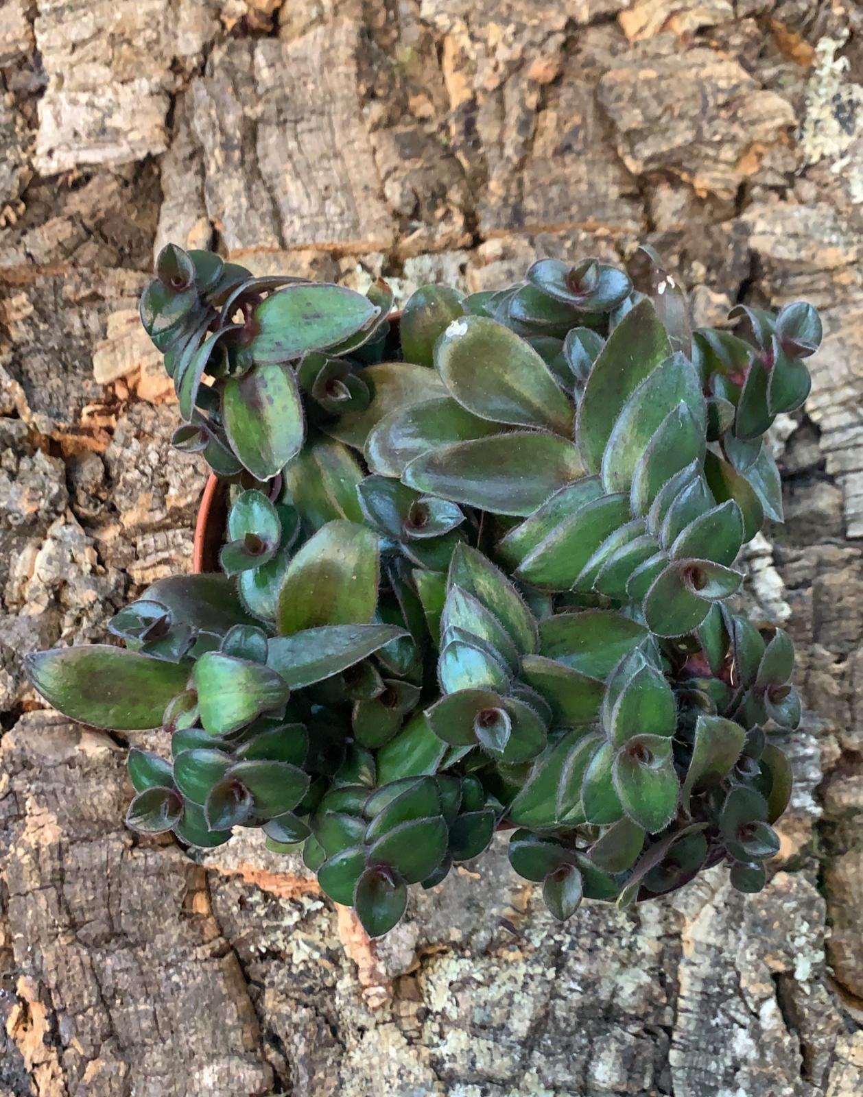 Tradescantia Green Hill - Inch Plant - Medium