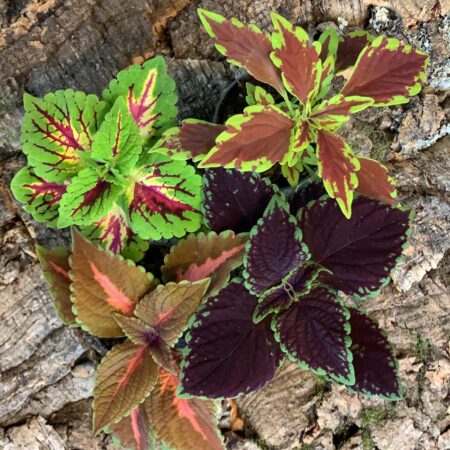 Coleus