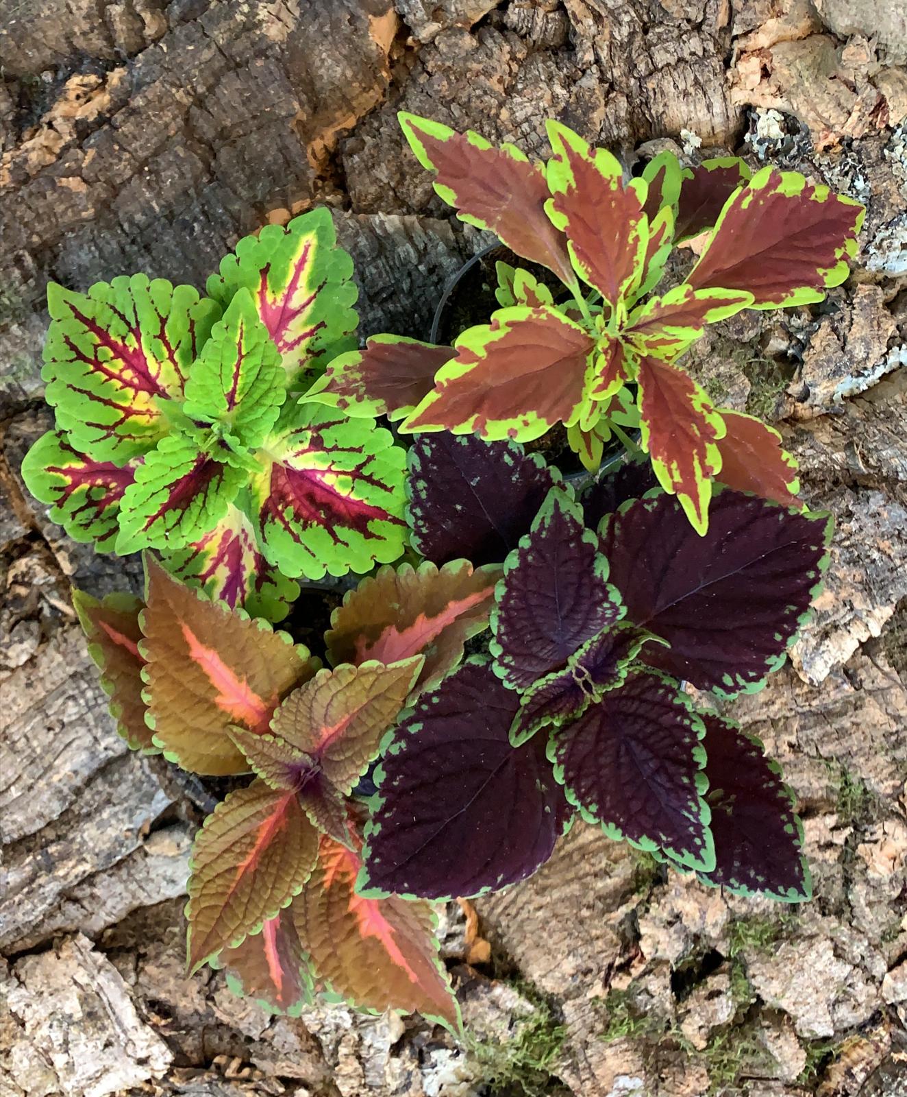 Coleus Medium