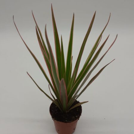 Dracaena Bicolour - Dragon Tree - 20cm