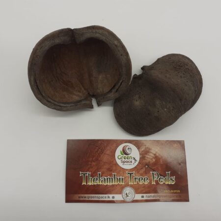 Thelambu Tree Pods
