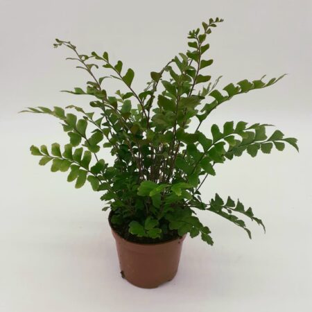 Didymochlaena truncatula - Maidenhair Tree Fern