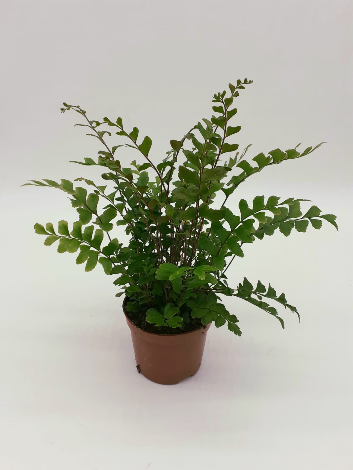Didymochlaena truncatula - Maidenhair Tree Fern