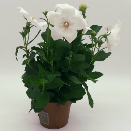 Platycodon grandiflorus
