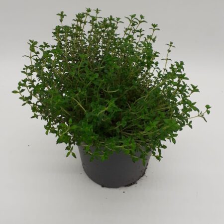 Thymus vulgaris compactus - Thyme