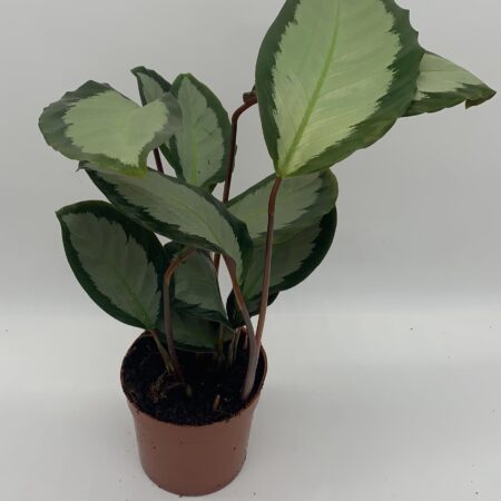 Calathea roseopicta 'Rosastar'
