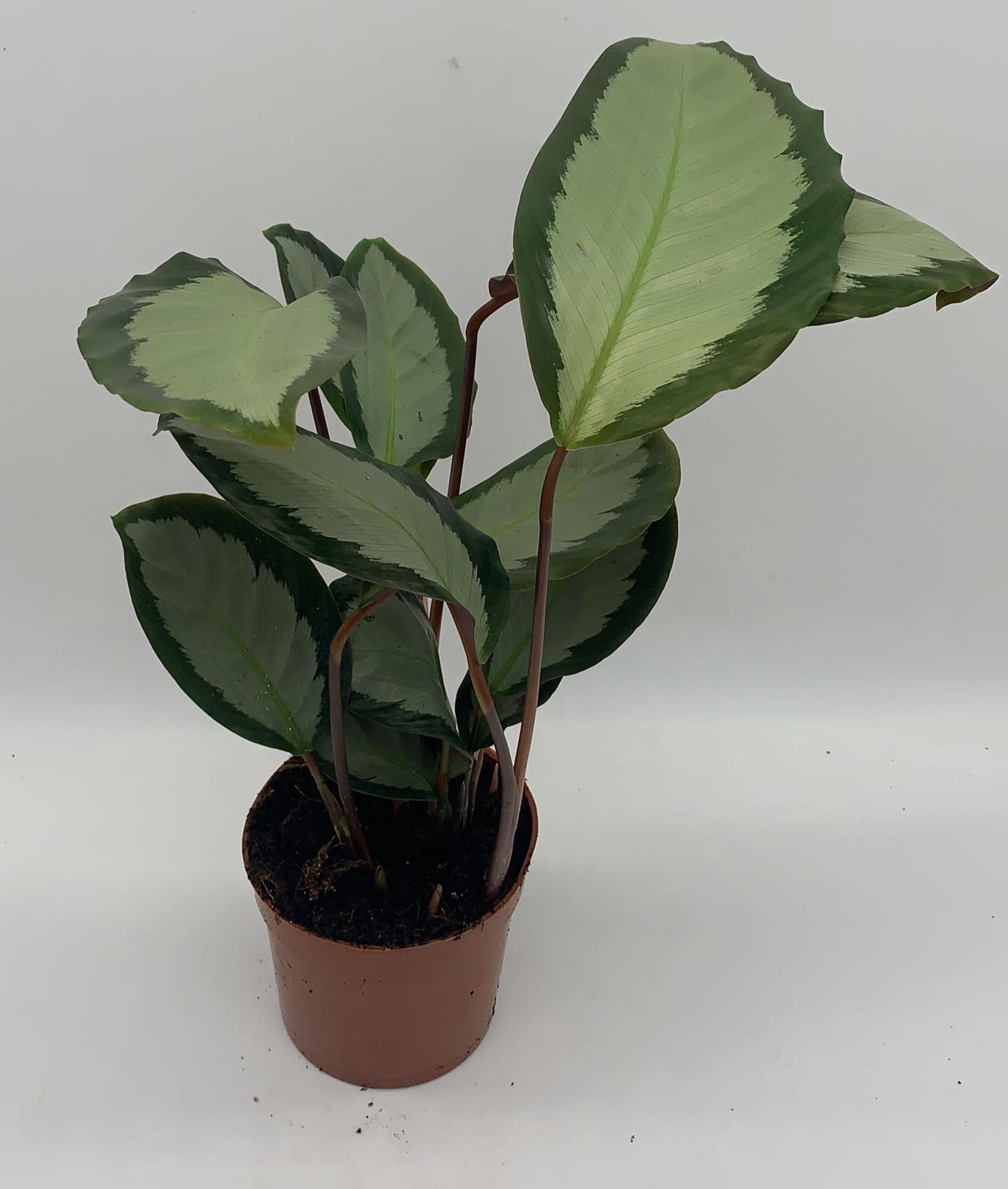Calathea roseopicta 'Rosastar'