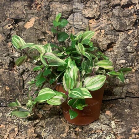 Tradescantia Flumensis - Inch Plant - Medium