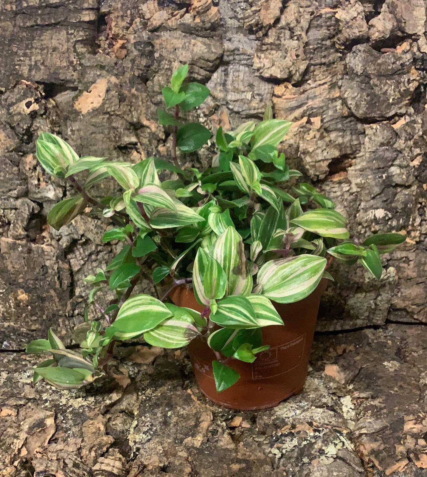 Tradescantia Flumensis - Inch Plant - Medium