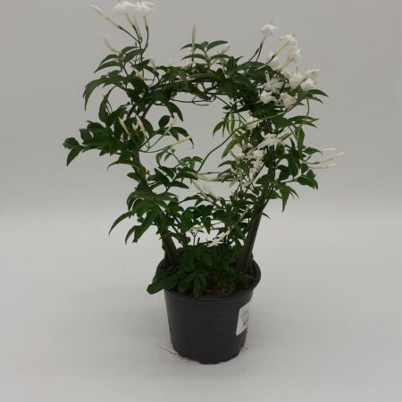 Jasminum polyanthum - Jasmine - 30cm