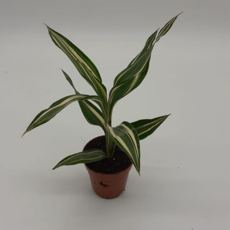 Dracaena Fragrans Sp2 - Small