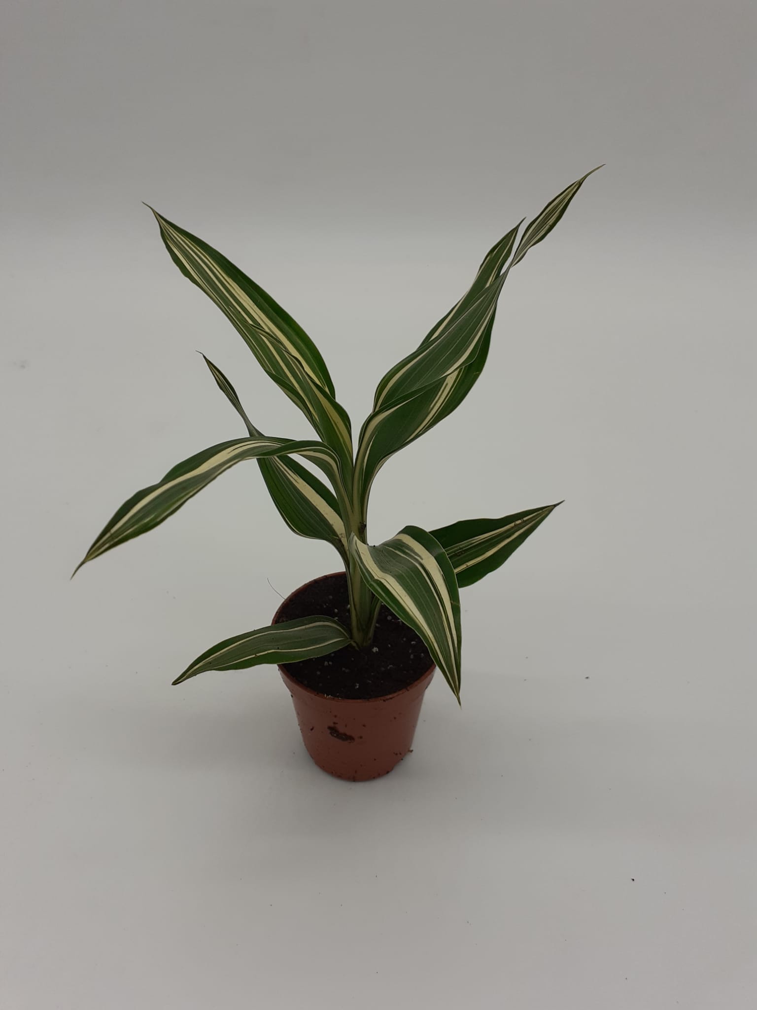 Dracaena Fragrans Sp2 - Small