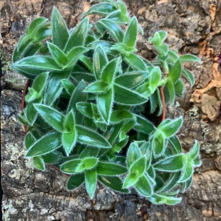 Tradescantia Cyanotis - Inch Plant - Medium