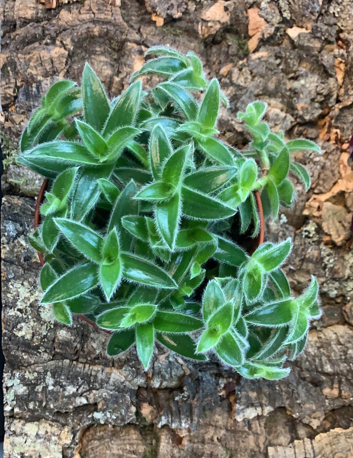 Tradescantia Cyanotis - Inch Plant - Medium