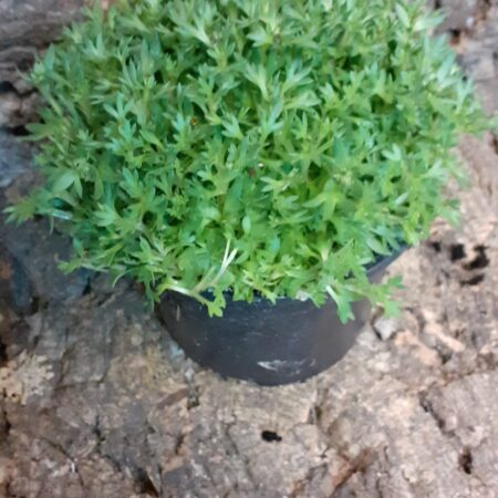 Saxifraga Pixie Pan Red