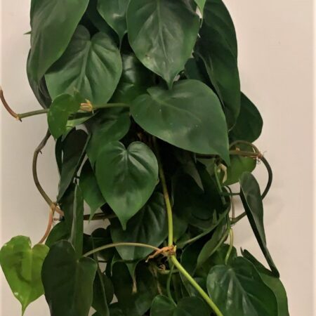 Philodenderon Scandens - Heart Leaf Philodendron - 85cm