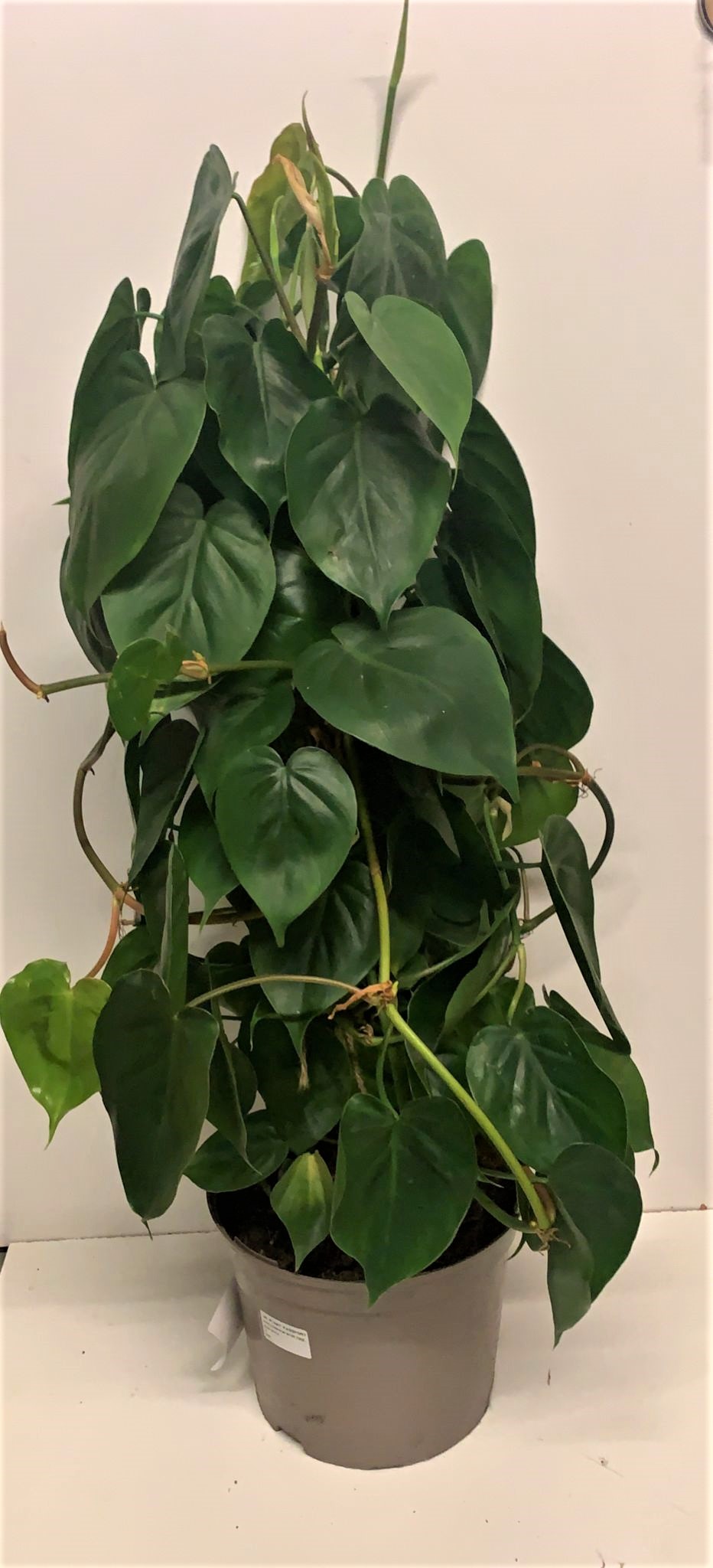 Philodenderon Scandens - Heart Leaf Philodendron - 85cm
