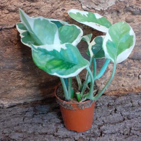 Epipremnum N'Joy - Devil's Ivy