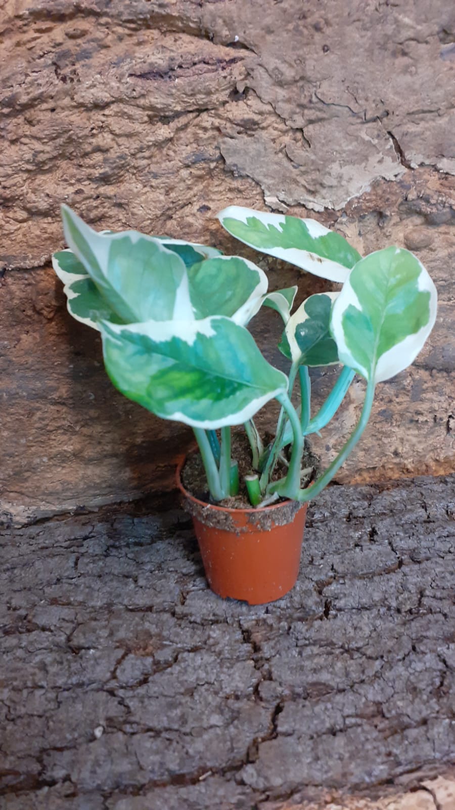 Epipremnum N'Joy - Devil's Ivy