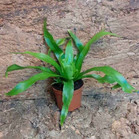 Asplenium Antiquum Small