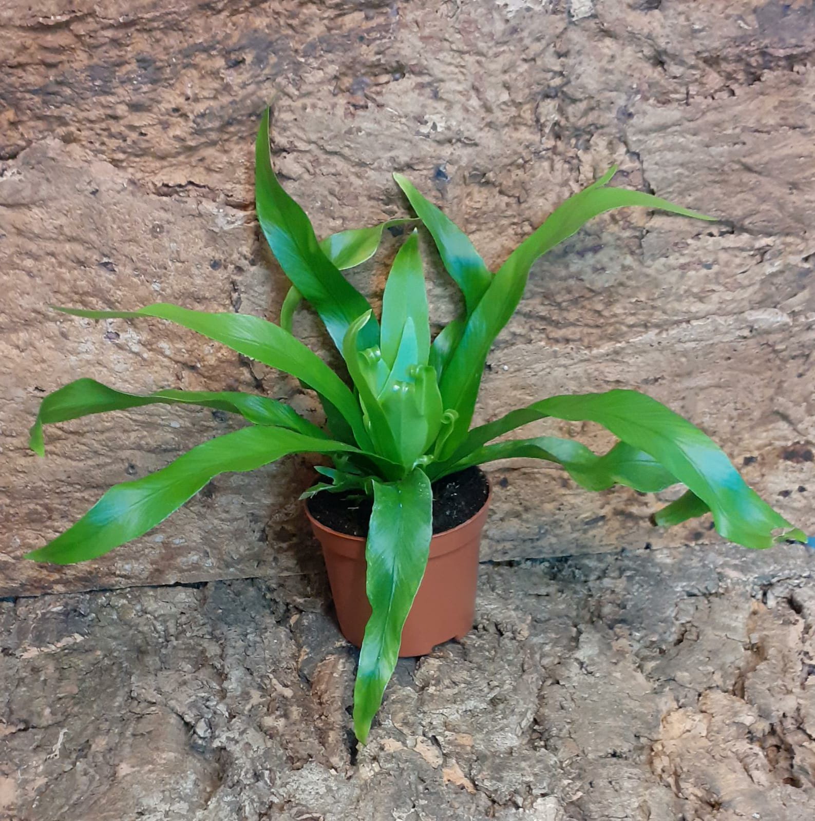 Asplenium Antiquum Small