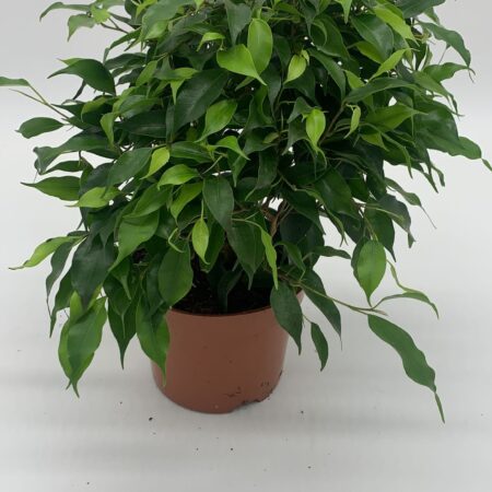 Ficus Benjamina 'Danielle' - Weeping Fig - 30cm