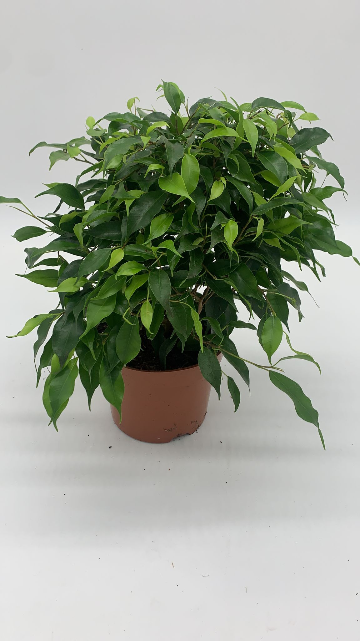 Ficus Benjamina 'Danielle' - Weeping Fig - 30cm